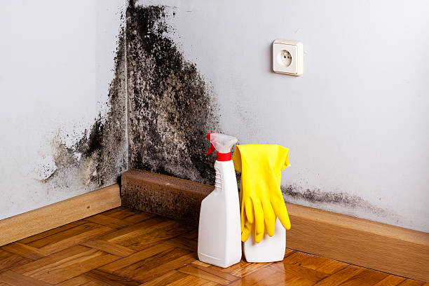 Trusted Wright, FL Mold Inspection, Removal & Remediation Experts